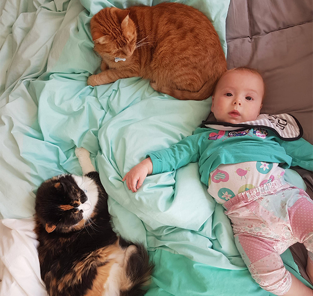 introducing your newborn to cats